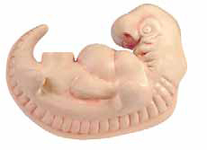 Human Embryo, 4-Week old